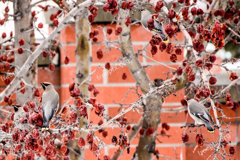 Waxwing Bird Crab Apple Tree Fruit