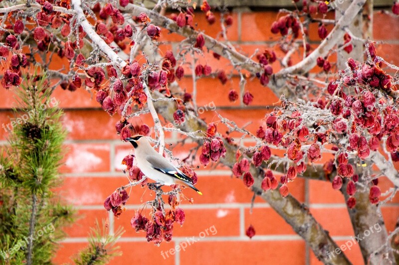 Bird Crab Apple Tree Wings Nature