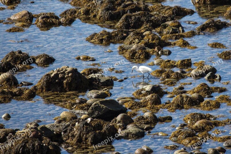 San Diego Shoreline Egret Snowy Egret Bird