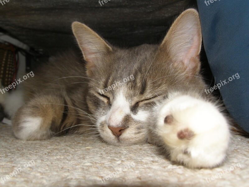 Sleeping Cat Kitten Tabby Free Photos