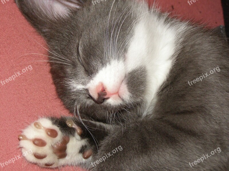 Soft Paws Cat Kitten Grey And White Pets