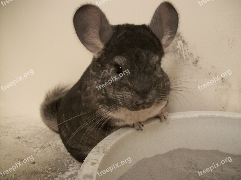 Chinchilla Grey Gray Standard Pets