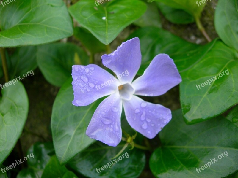 Periwinkle Flower Vinca Major Blossom Plant