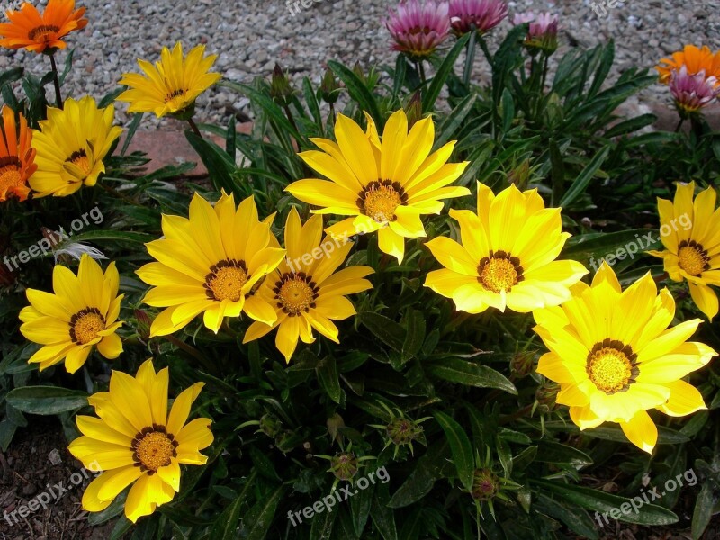 Gazania Treasure Flower Blooms Blossoms Plants