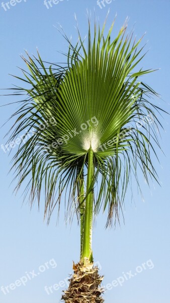 Palm Tree Sky Palm Tree Tropical