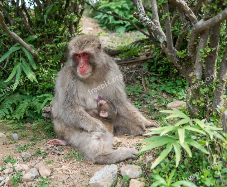 Japan Arashiyama Kyoto Monkey Park Mother