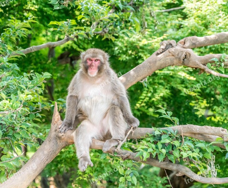 Japan Arashiyama Kyoto Monkey Park Monkey Sitting