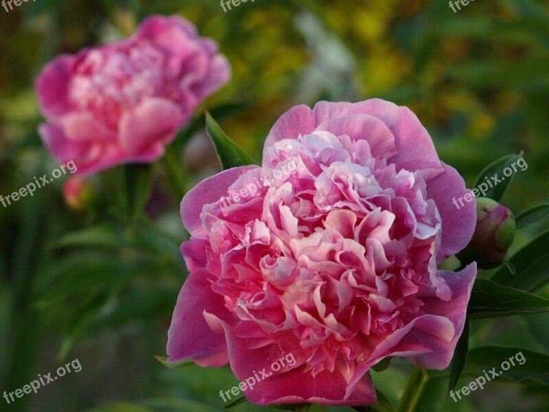 June Summer Peony Flower Pink Flower