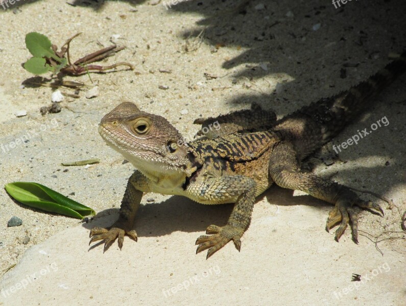 Cyprus Lizard Kurkutas Reptile Fauna