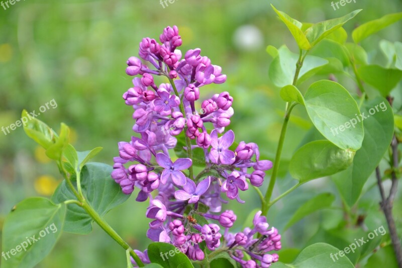 Lilac Spring Bloom Plant Closeup