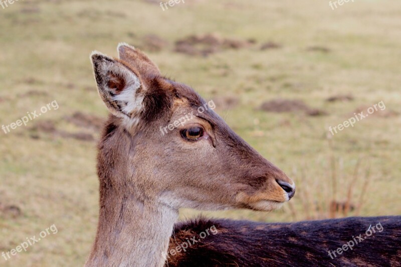 Roe Deer Fallow Deer Nature Animal Young Deer