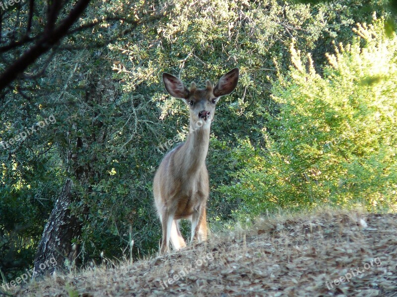 Deer Animal Nature Wild Forest