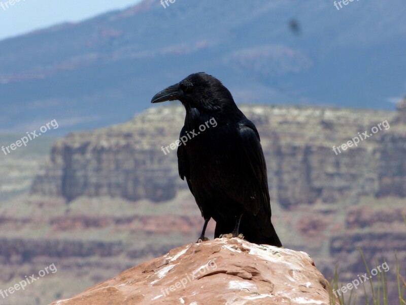 Bird Raven Crow Black Birds