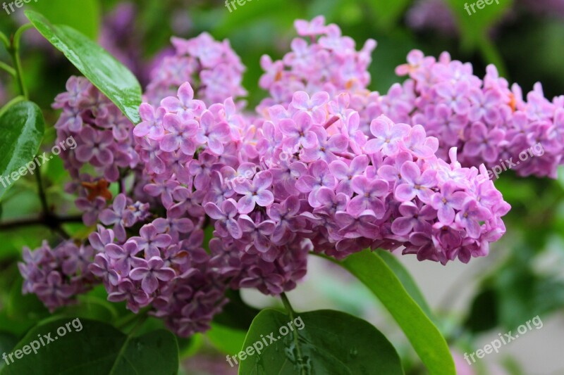 Lilac Syringa Olive Crop Spring Summer