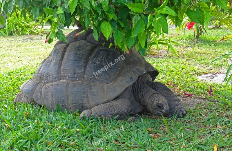 Turtle Animals Carapace Giant Tortoise Animal