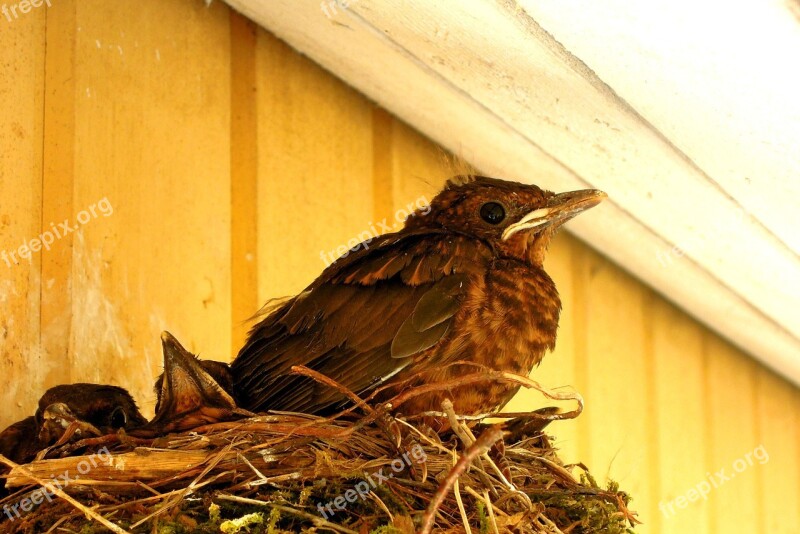 Bird Nest Thrush Blackbird Cub