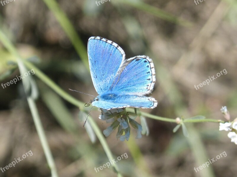 Pseudophilotes Panoptes Butterfly Blue Butterfly Blue-winged Butterfly Blauet