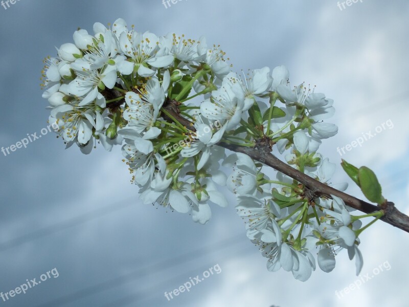 Spring Apple Tree White Color Bloom Apple Flower