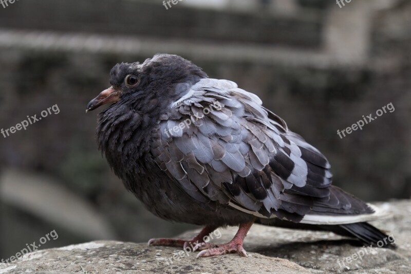 Bird Dove Sick Bird Sick Pigeon Disease