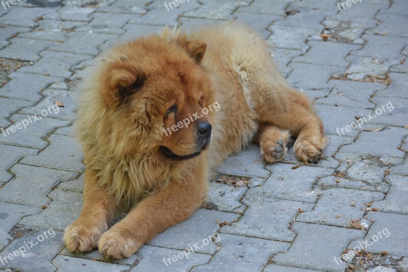 Chow Chow Tibet Lion Dog Lion Look