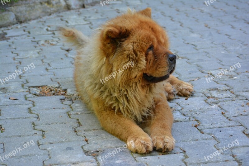 Chow Chow Tibet Lion Dog Lion Look