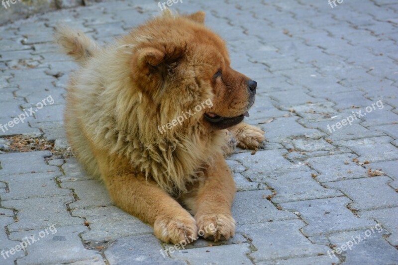 Chow Chow Tibet Lion Dog Lion Look