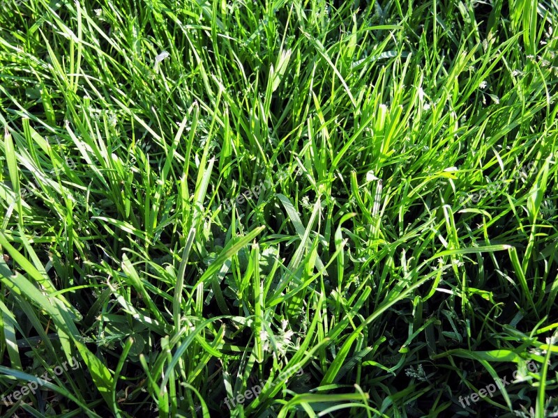 Nature Rush Grass Dew Background