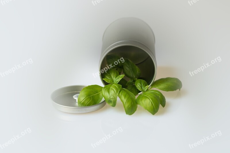 Basil Aromatic Plant Condiment Ocimum Basilicum Kitchen