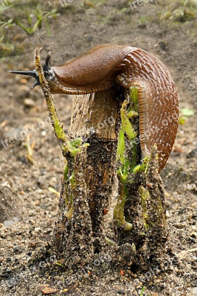 Snail Slug Cochlear Limax Animal Foraging