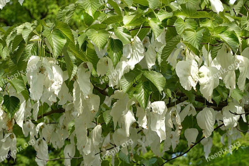 Handkerchief Tree Davidia Involucrata Nature Tree Bloom In The Spring Free Photos