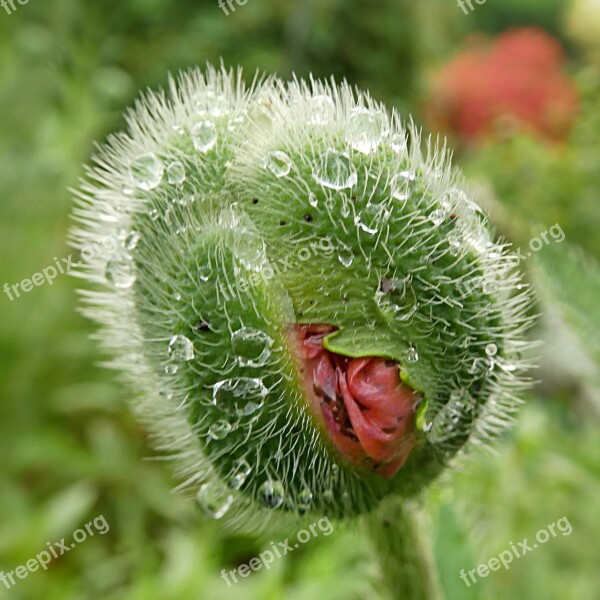 Flower Poppy Papaver Rhoeas Klatschmohn Bud