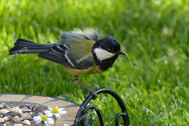 Tit Parus Major Bird Songbird Foraging