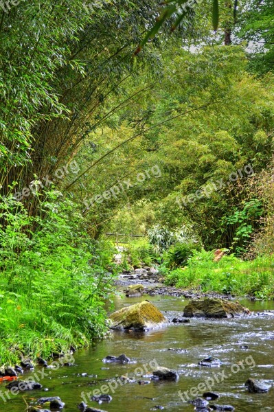 River Vegetation Nature Wood Forest