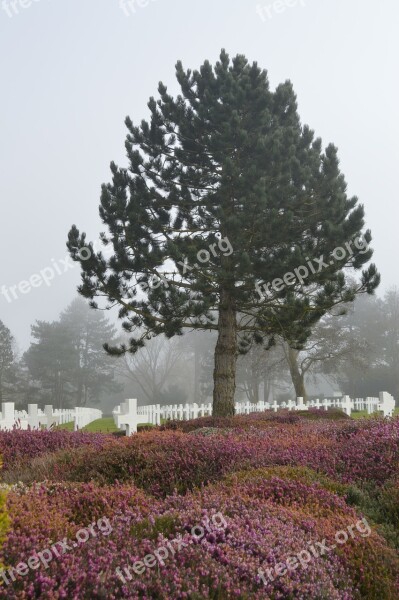 Tree Cemetery American Fog Falls