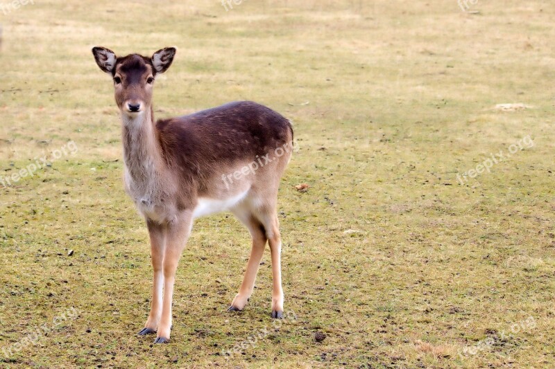 Roe Deer Fallow Deer Nature Animal Young Deer