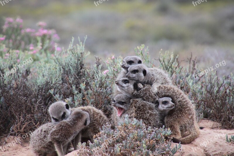 Nature Meerkat South Africa Free Photos