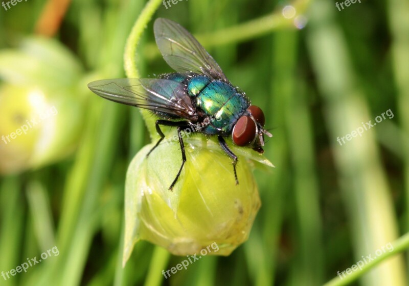 Fly Bluebottle Calliphoridae Bluish Greenish