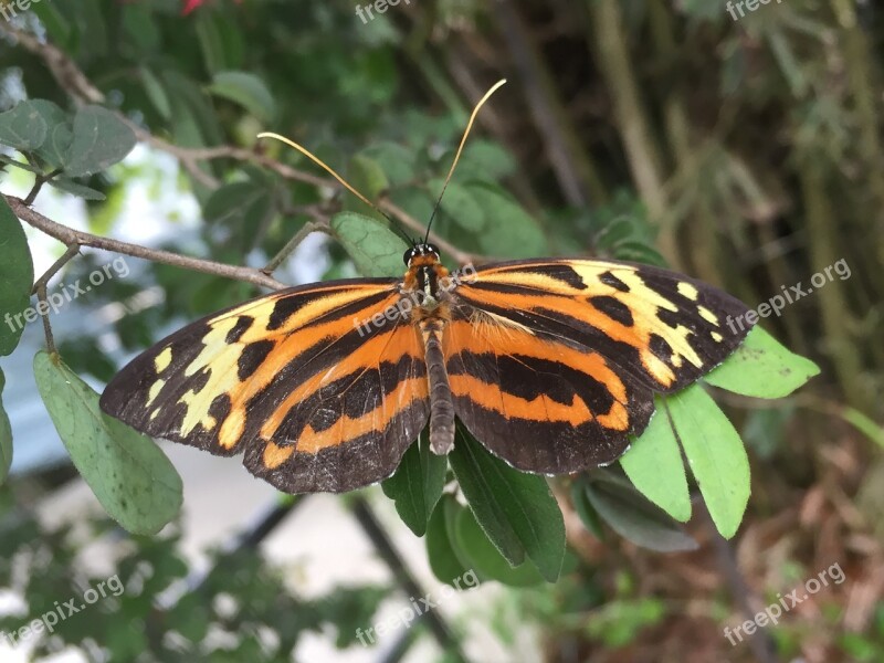 Butterfly Spotted Monarch Orange Wing