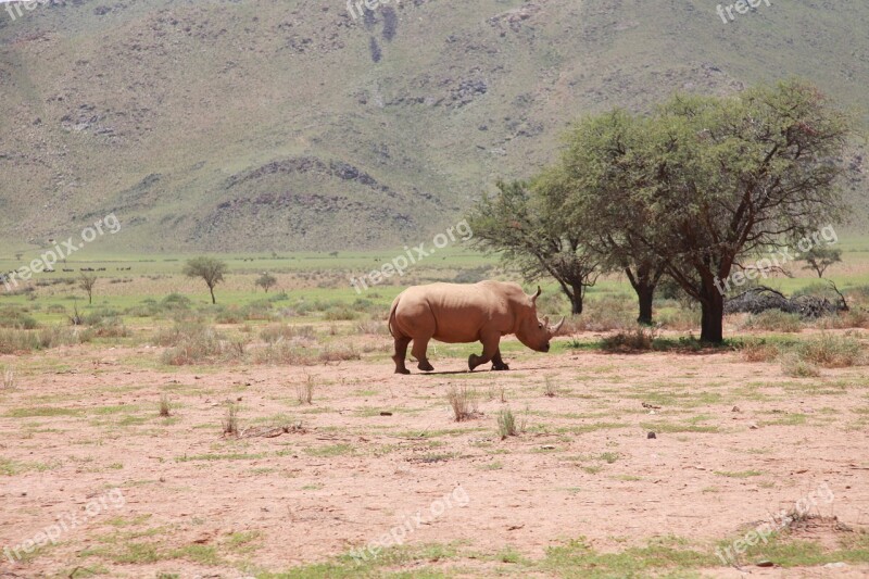 Africa Rhino Landscape Nature Endangered