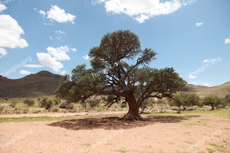 Africa Trees Veld Scenery Outdoor