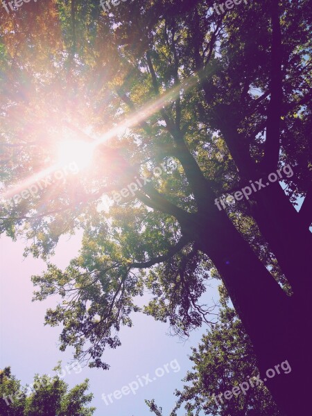 Sun Lens Flare Tree Sunlight Sky