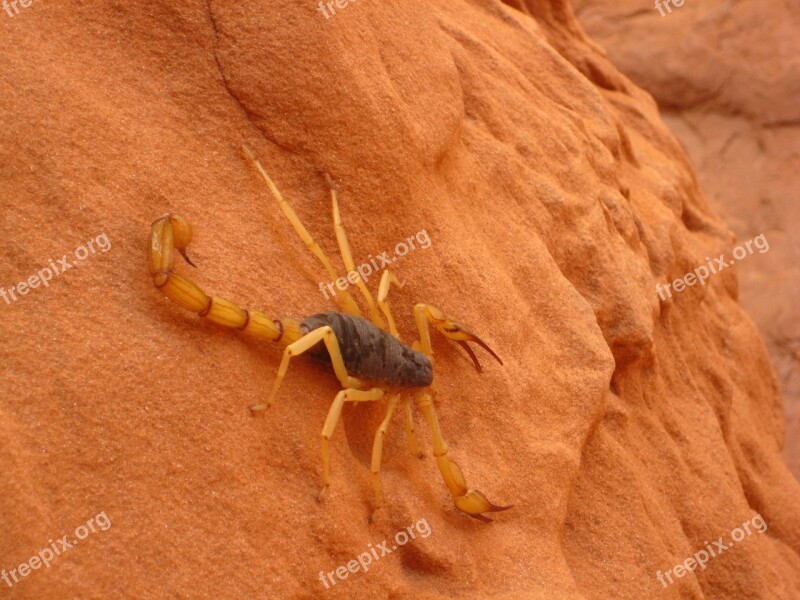 Giant Hairy Scorpion Wildlife Wild White Hadrurus Arizonensis