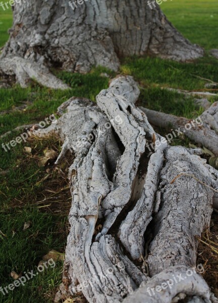 Tree Roots Tree Trunk Tree With Roots Growth Bark