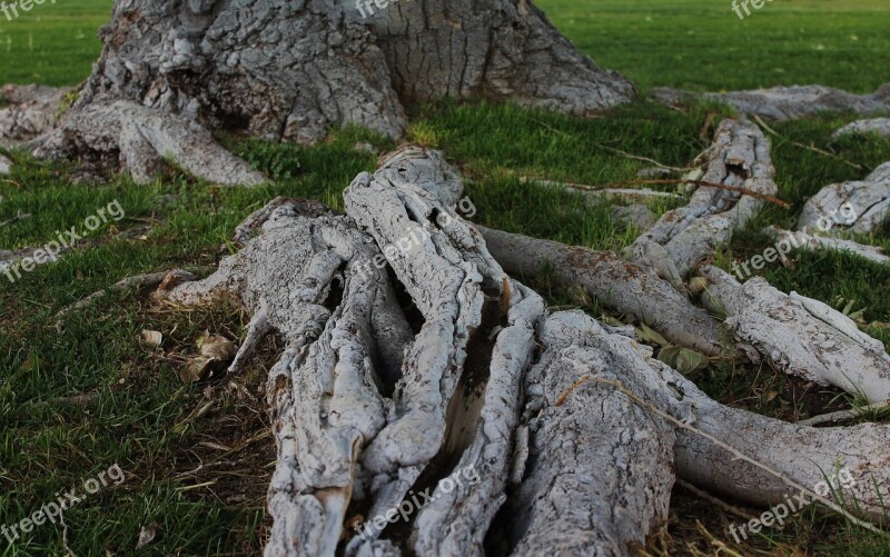 Tree Roots Tree Trunk Tree With Roots Growth Bark