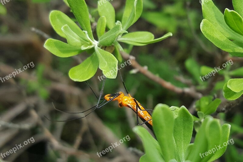 Assassin Bug Nymph Nymph Insect Hunting Close Up