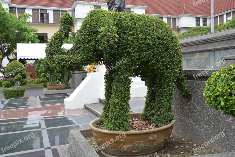 Topiary Elephant Hedge Leaf Animal