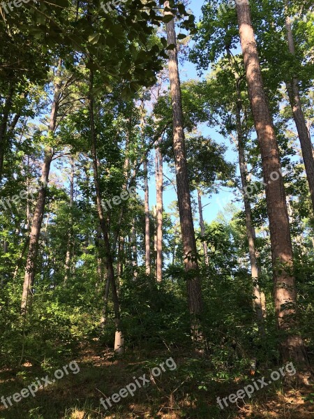 Forest Nature Trees Greenery Park