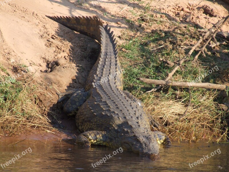 Crocodile Botswana Africa River Aligator