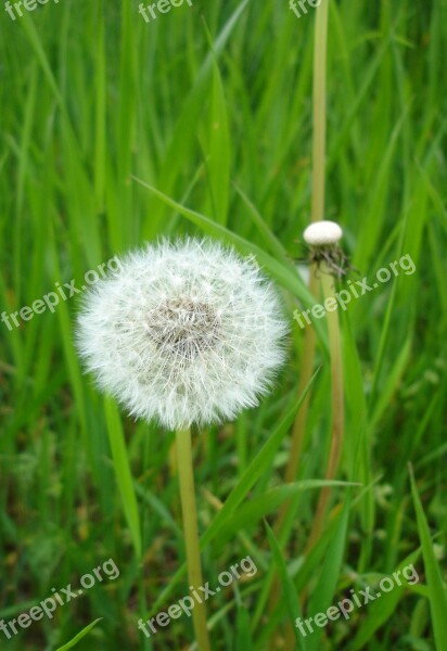 Dandelion Meadow Green Nature Plant