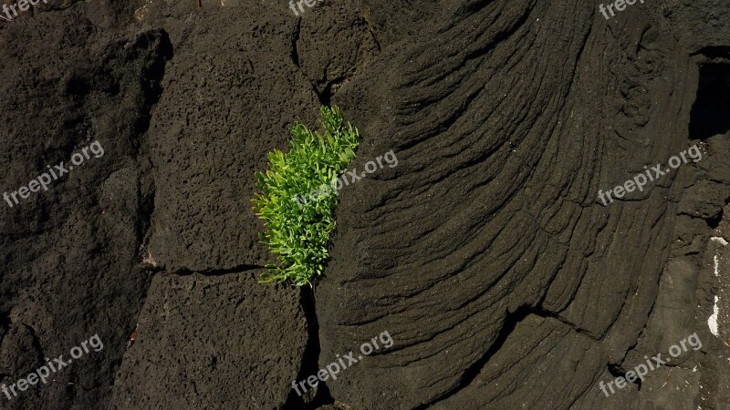 Lava Plant Volcanic Rock Lava Rock Free Photos